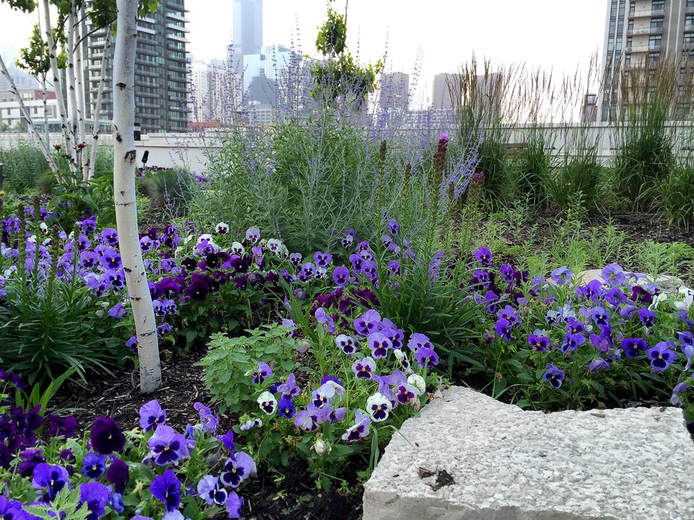 CHICAGO LANDSCAPERS