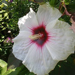 Hibiscus "Copper King"